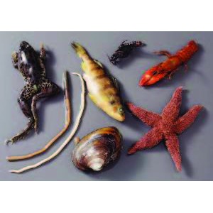 Six-Phyla Animal Survey Set